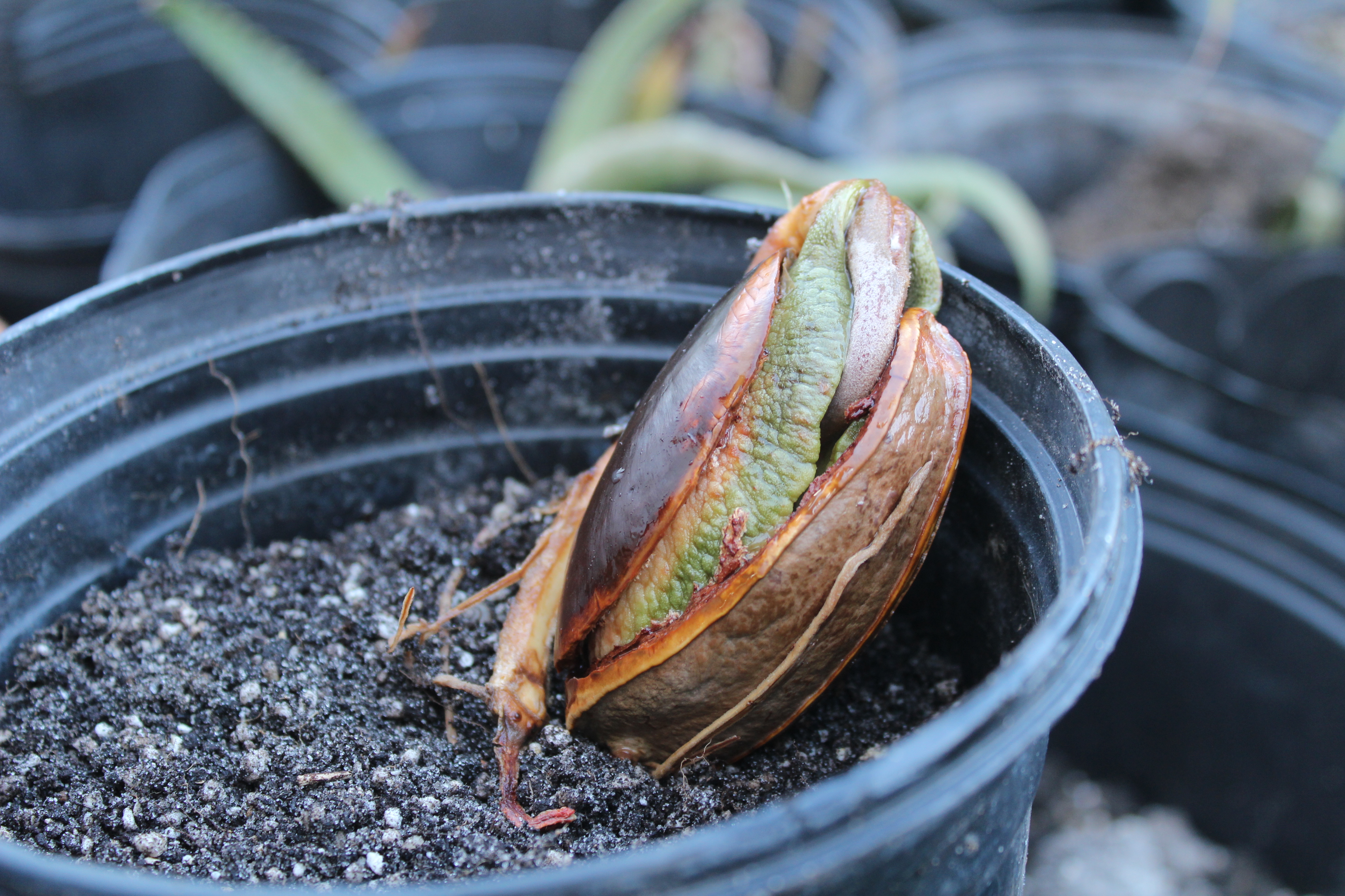 Mamey sapote seed