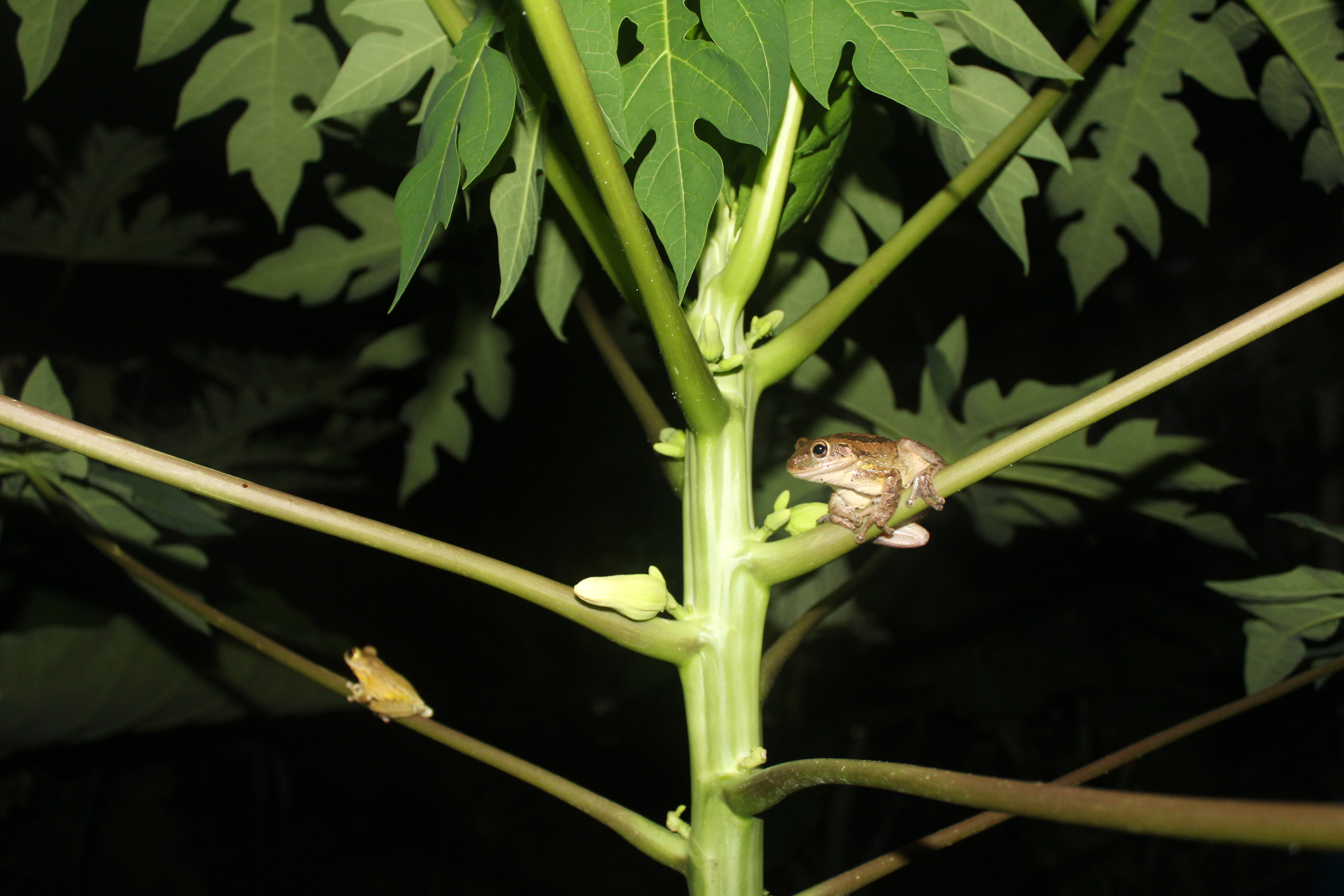 Tree Frogs