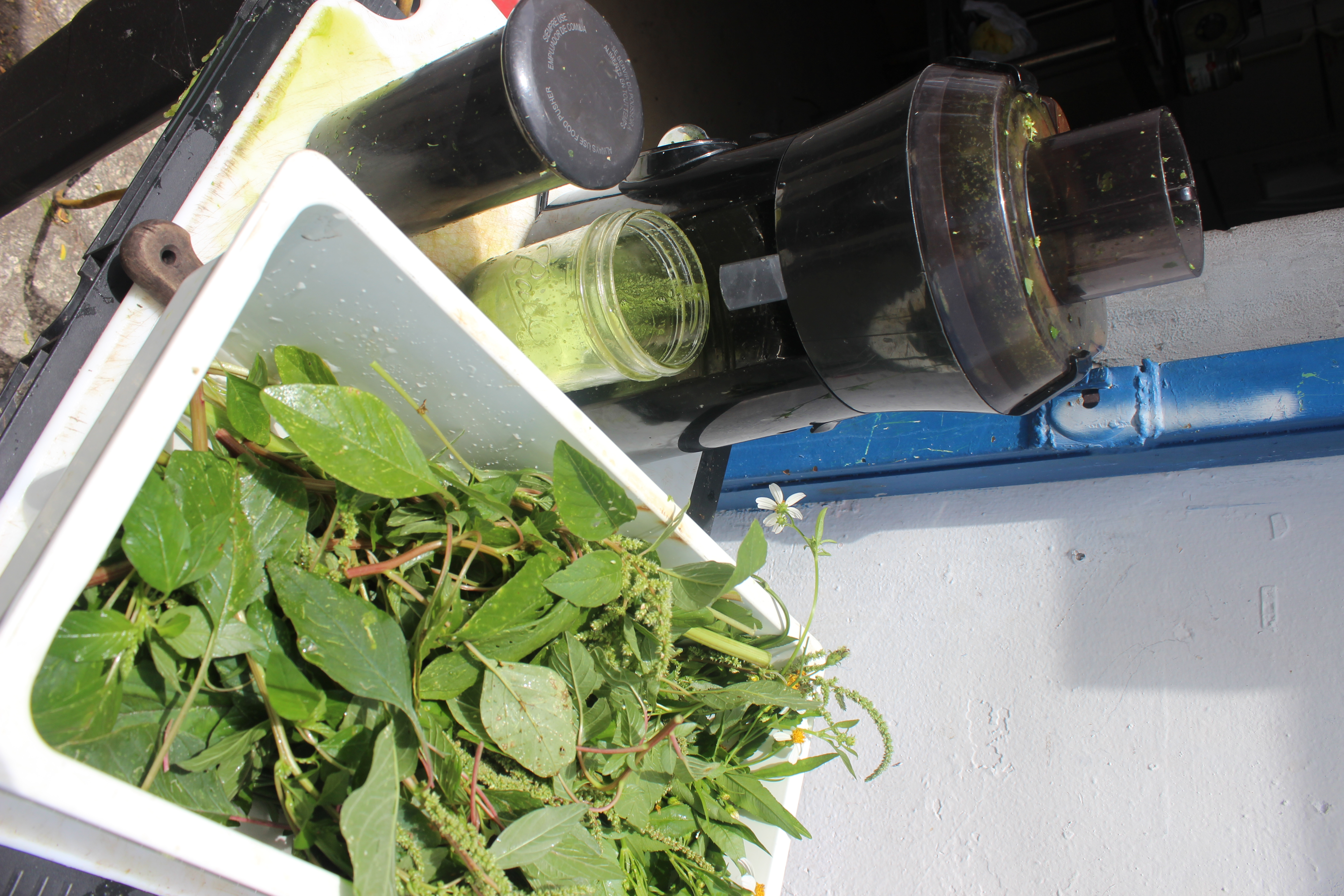 Wild Harvested Green Juice
