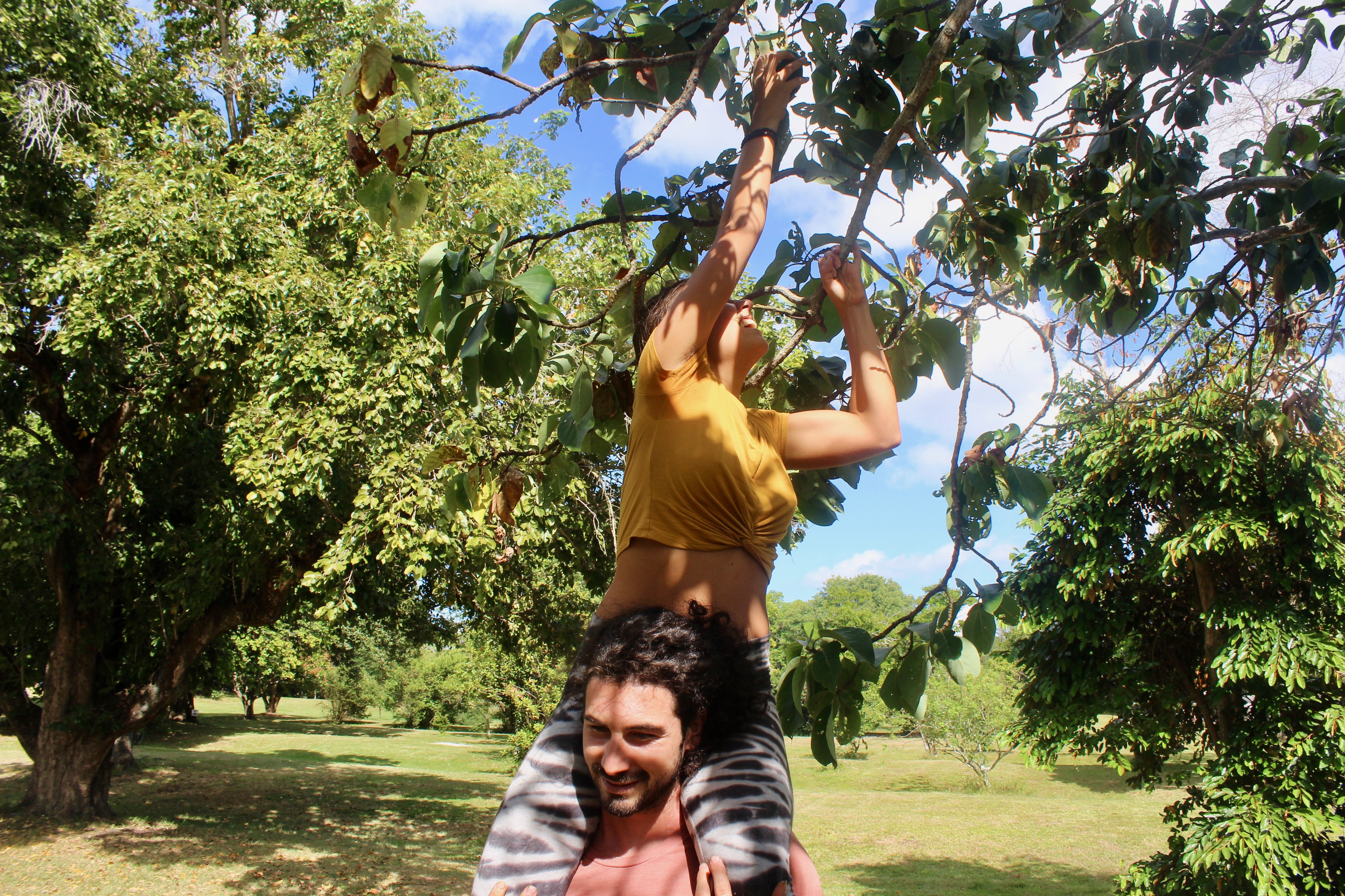 Harvesting Local Avocado