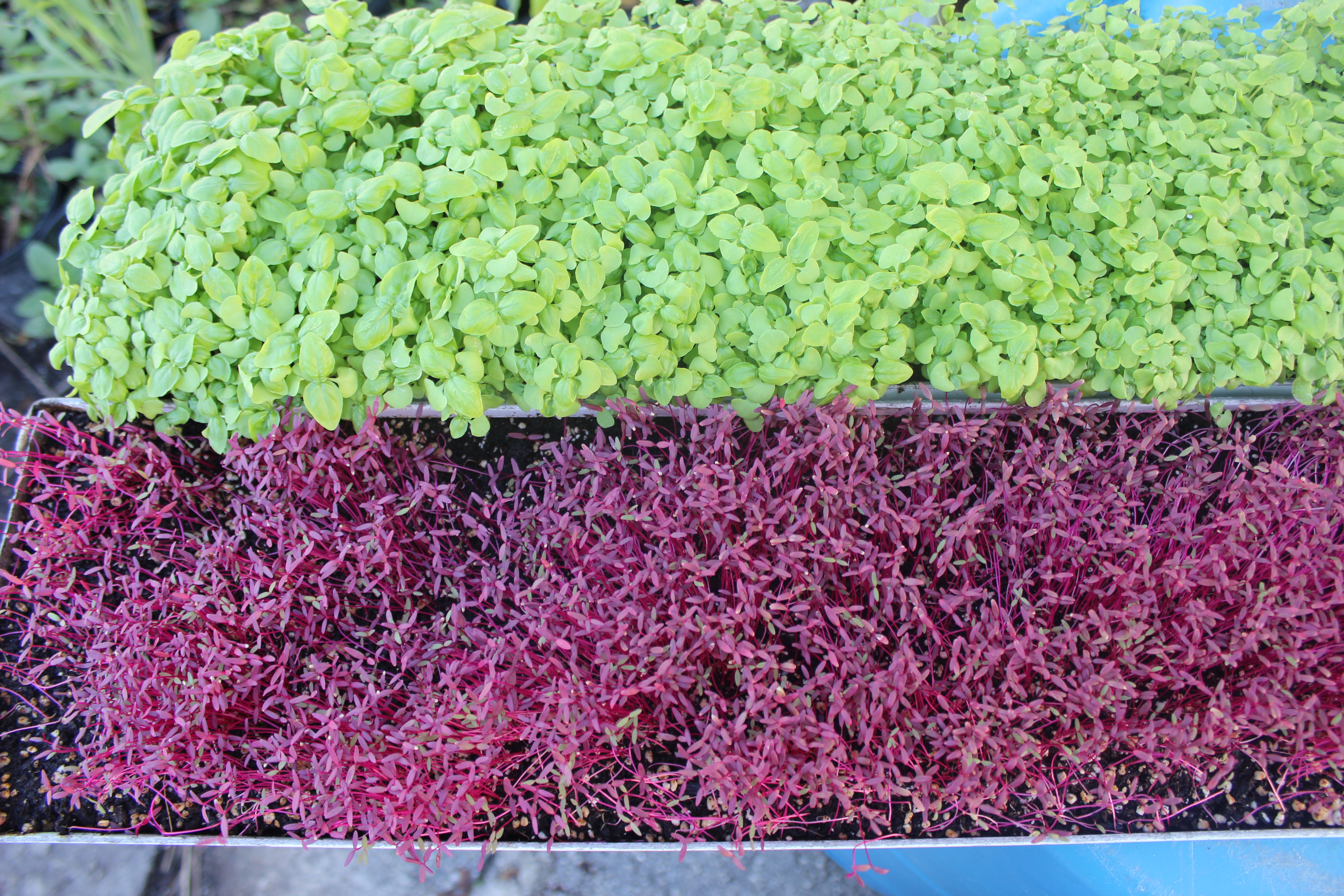 Basil & Amaranth Sprouts