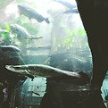 Aquarium at the California Academy of Sciences