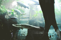 Aquarium at the California Academy of Sciences