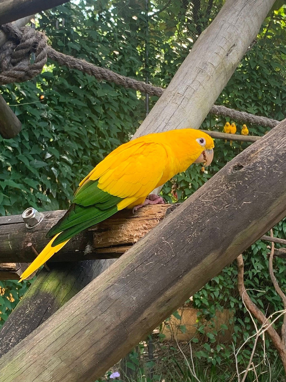 ree