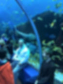 Aquarium with grandma and grandpa December 2016