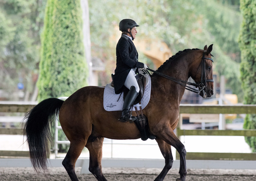 fancy Dressage Horse.jpeg