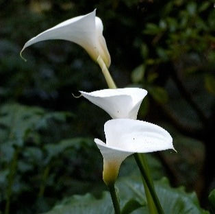 Arum Lily