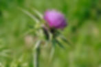 Milk_thistle_flowerhead