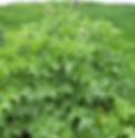 variegated-thistle