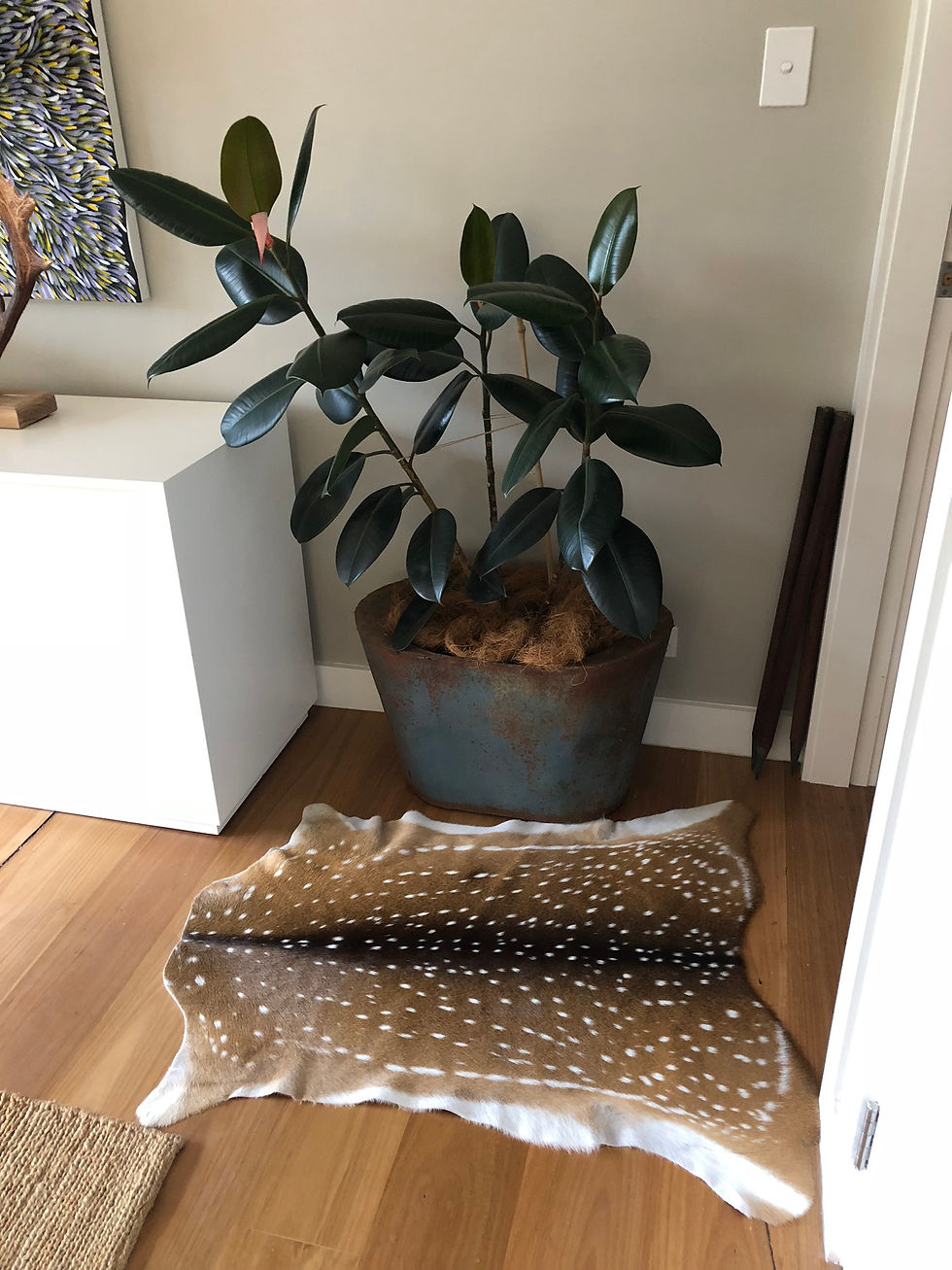 Thumbnail: chital deer hides