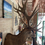 Thumbnail: Taxidermy - Huge Red Stag