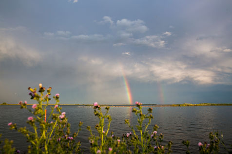 Rainbow, flowers, water, lighthouse.jpg