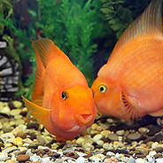 Orange fish