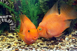 peixes alaranjados