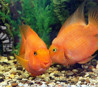 two fish in an aquarium