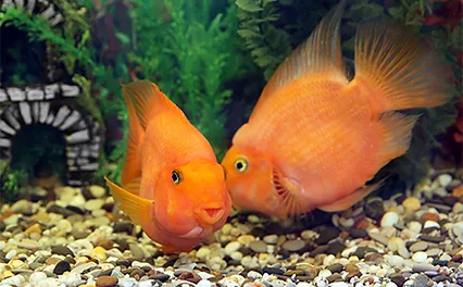 Poikilotherms Oceantemperature