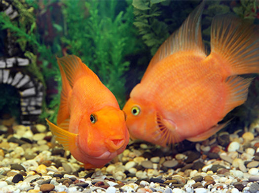 poisson orange