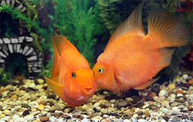 Goldfish being fed and kissing during in-home pet sitting in Jupiter FL