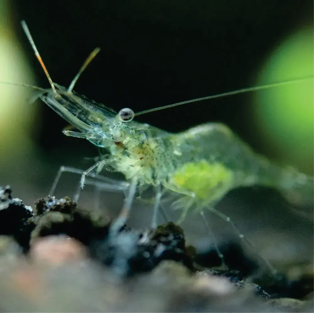 camarão em ponta grossa