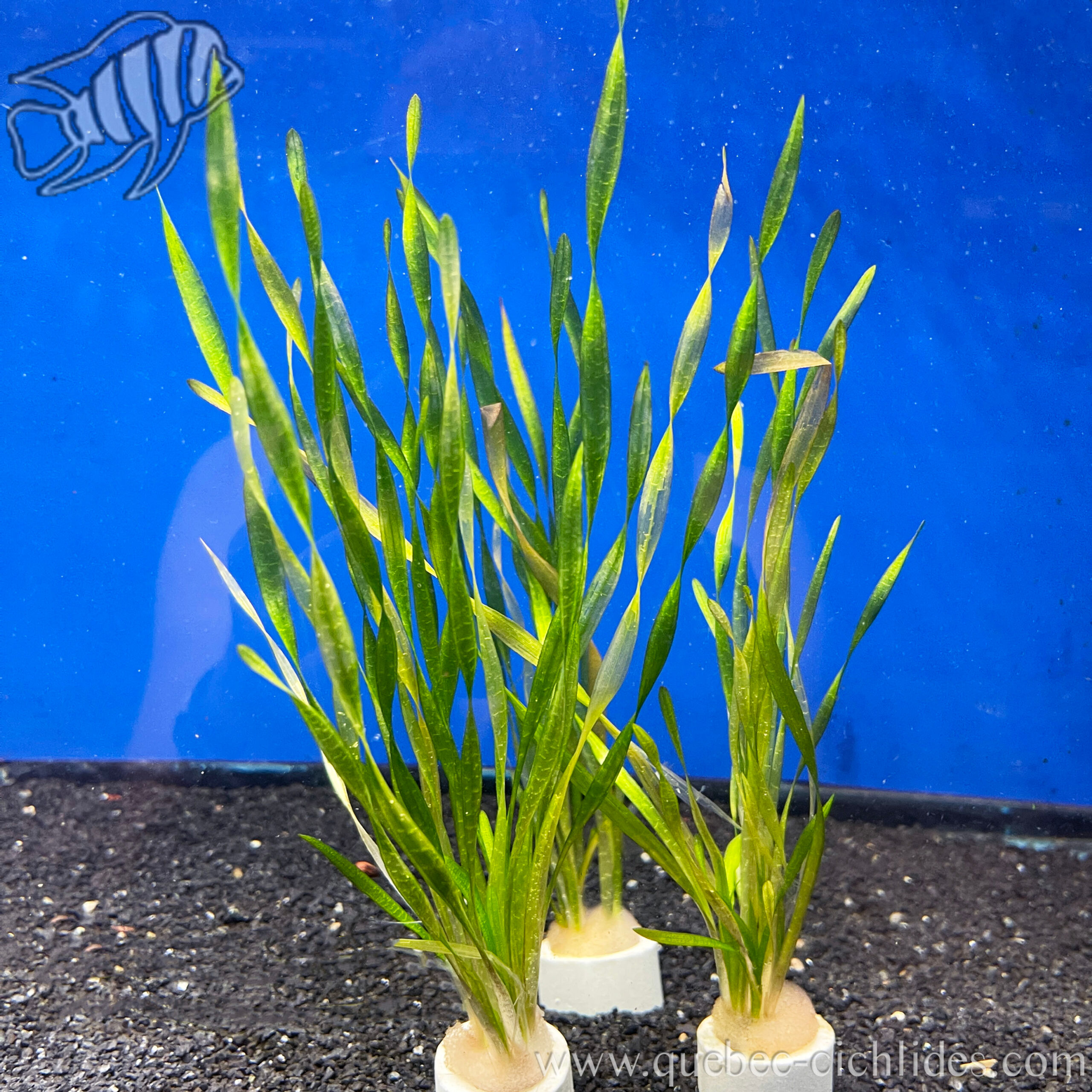 Produto: Vallisneria spiralis
