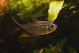 tetra