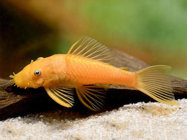 Miniatura: cascudo albino