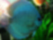 ACARÁ DISCO AZUL