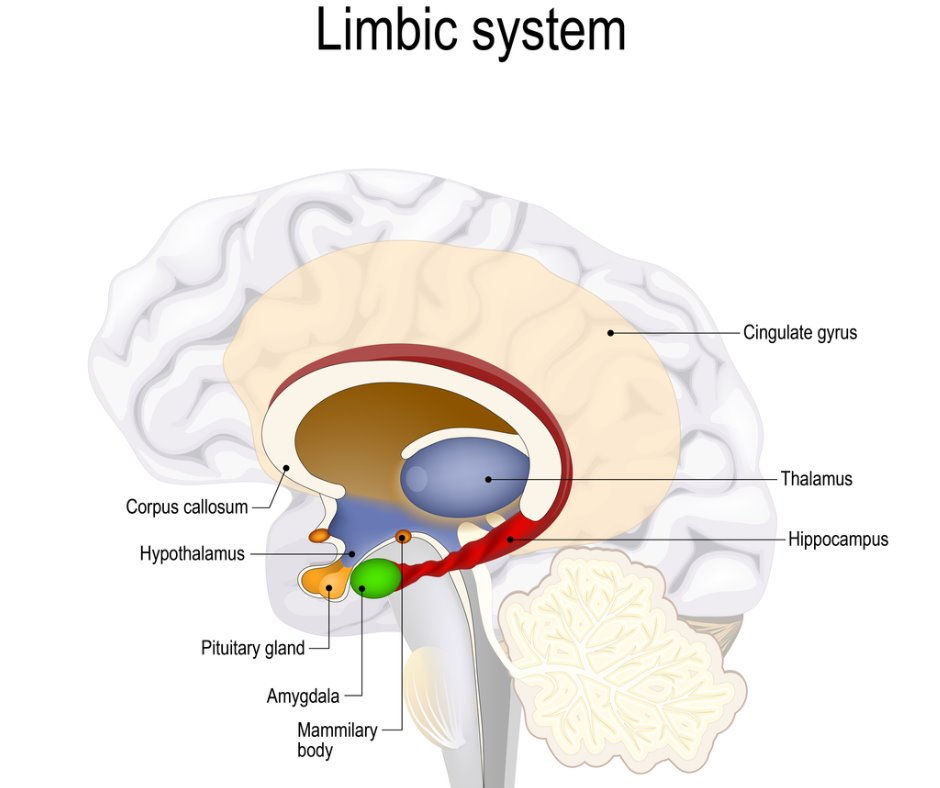 The Limbic System and Essential Oils