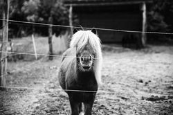 SATB-Hoffest - 34 van 34