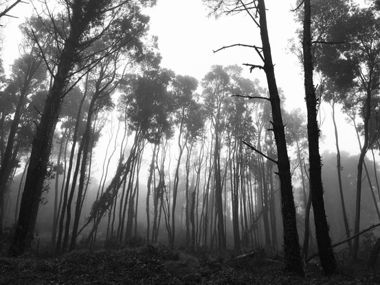 mist - 1 van 14.jpeg