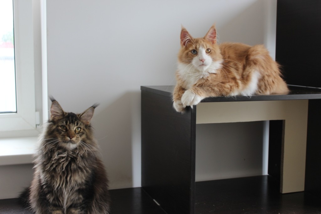 Купить Мейн Куна В Санкт Петербурге