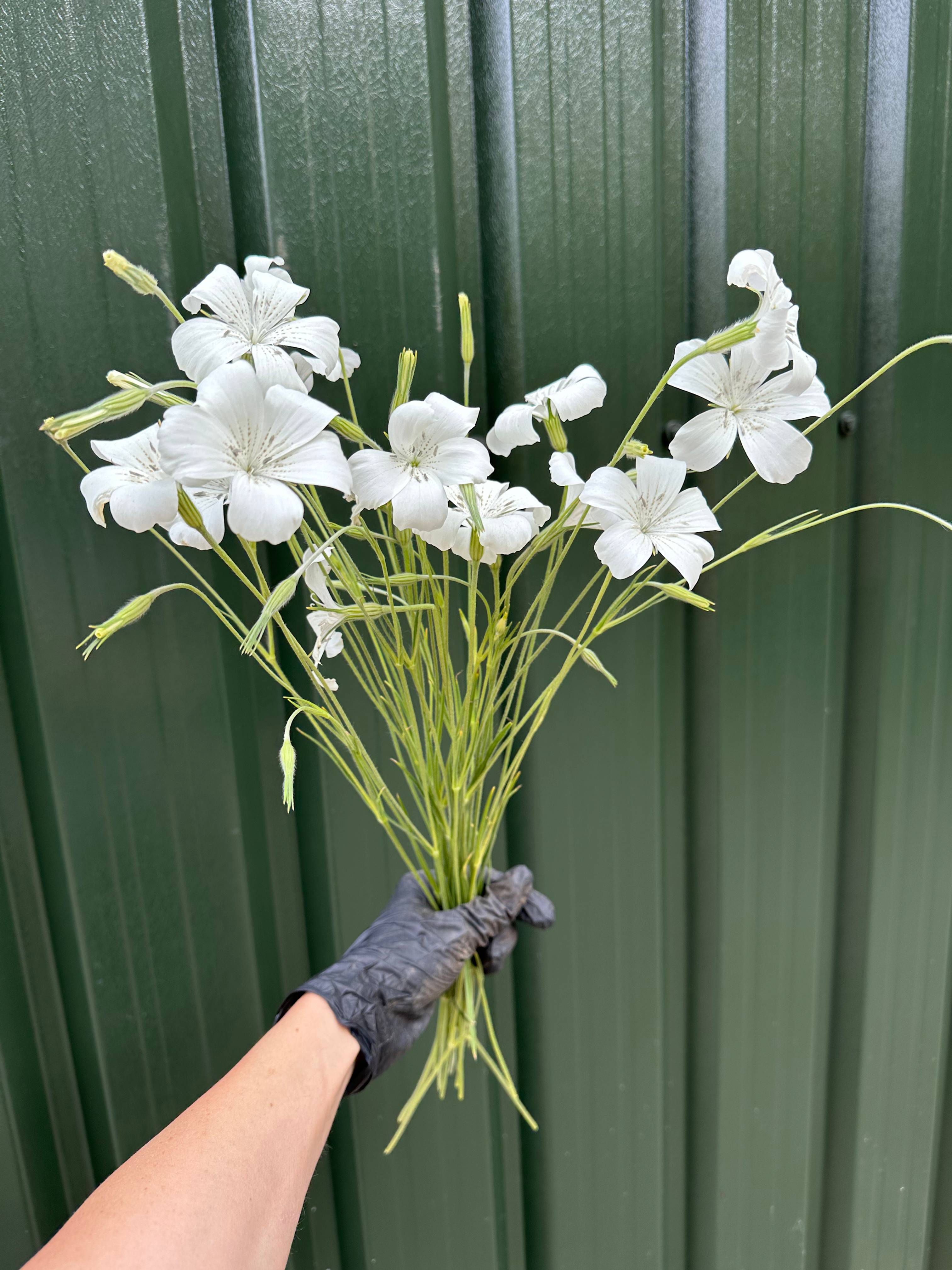 3x White Agrostemma Plug Plants (Corncockle) 