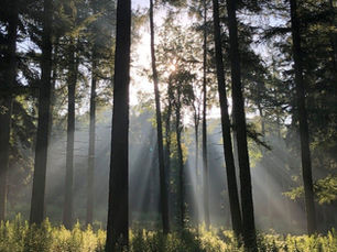 8 ways businesses benefit from using carbon credits