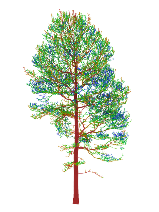 Terrestrial Laser Scans and Quantitative Structure Modeling showing each tree's woody volume