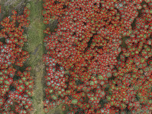 AI & Machine Learning for monitoring Nature Based Solutions