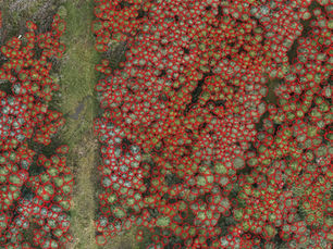 AI & Machine Learning for monitoring Nature Based Solutions