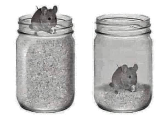 Raton.png