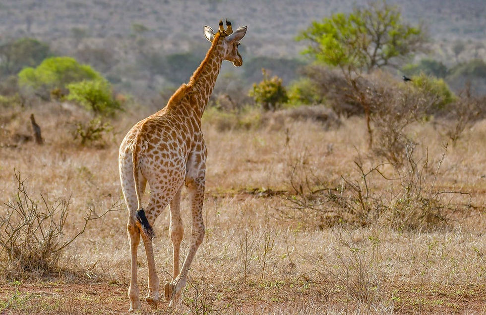 Health & vaccinations for Tanzania safari