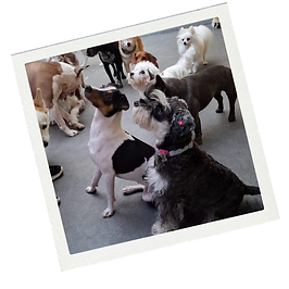 Dexter petplay, hotel & care