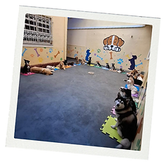 Dexter petplay, hotel & care