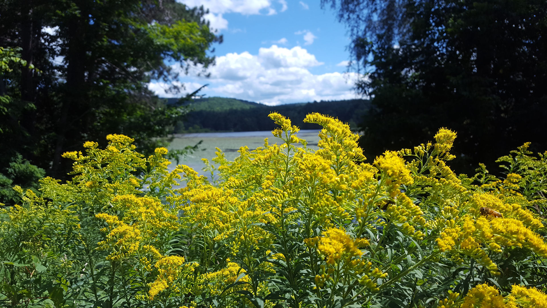 Flowers and Lake