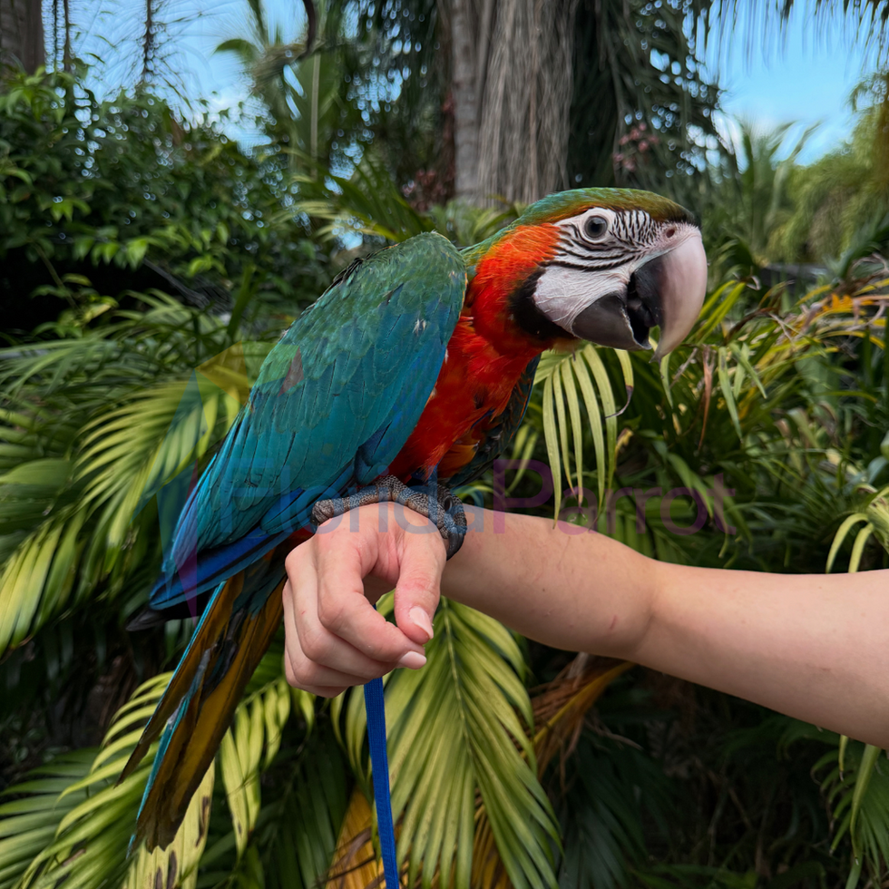 Harlequin Macaw