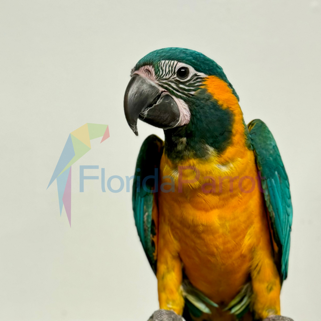 Blue Throat Macaw