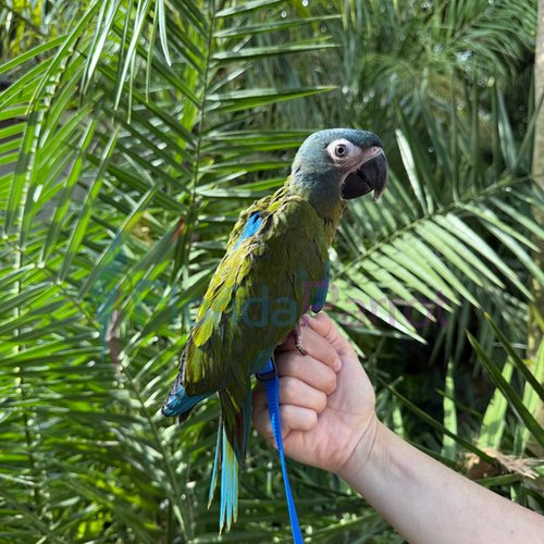 Blue Headed Macaw Florida Parrot