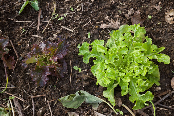 Lettuce