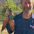 Removing entire plant from the soil (harvest and weeding)