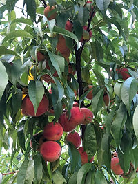 Red fruit tree plants demonstrating regenerative gardening amendments in West Granby CT