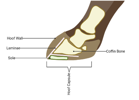 Hoof wall, Laminae, Sole, Hoof Capsule, Coddin Bone