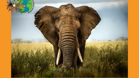 World Elephant Day