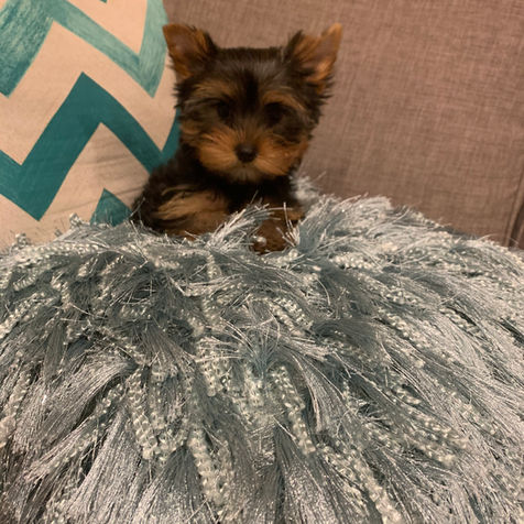 Puppy .jpg
